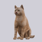 3D Rigged Cat Animation